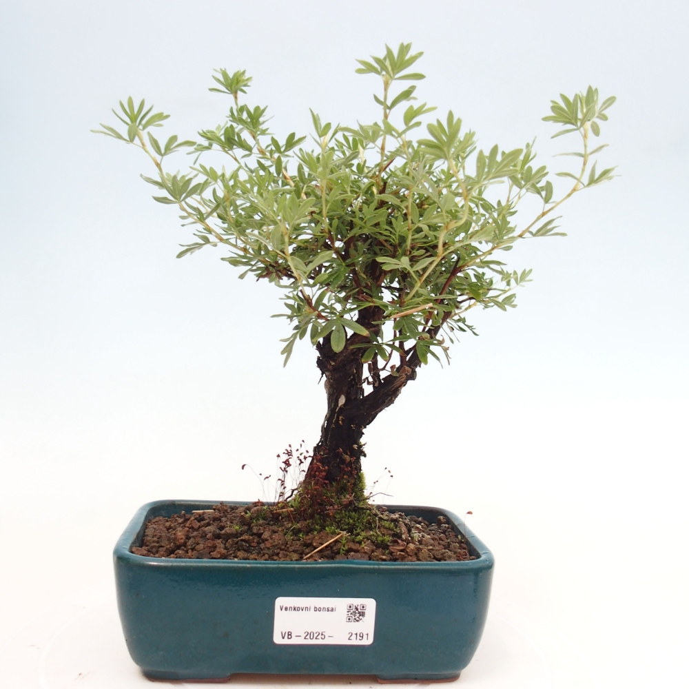 Bonsai für draußen - Potentila fruticosa gelber Vogel