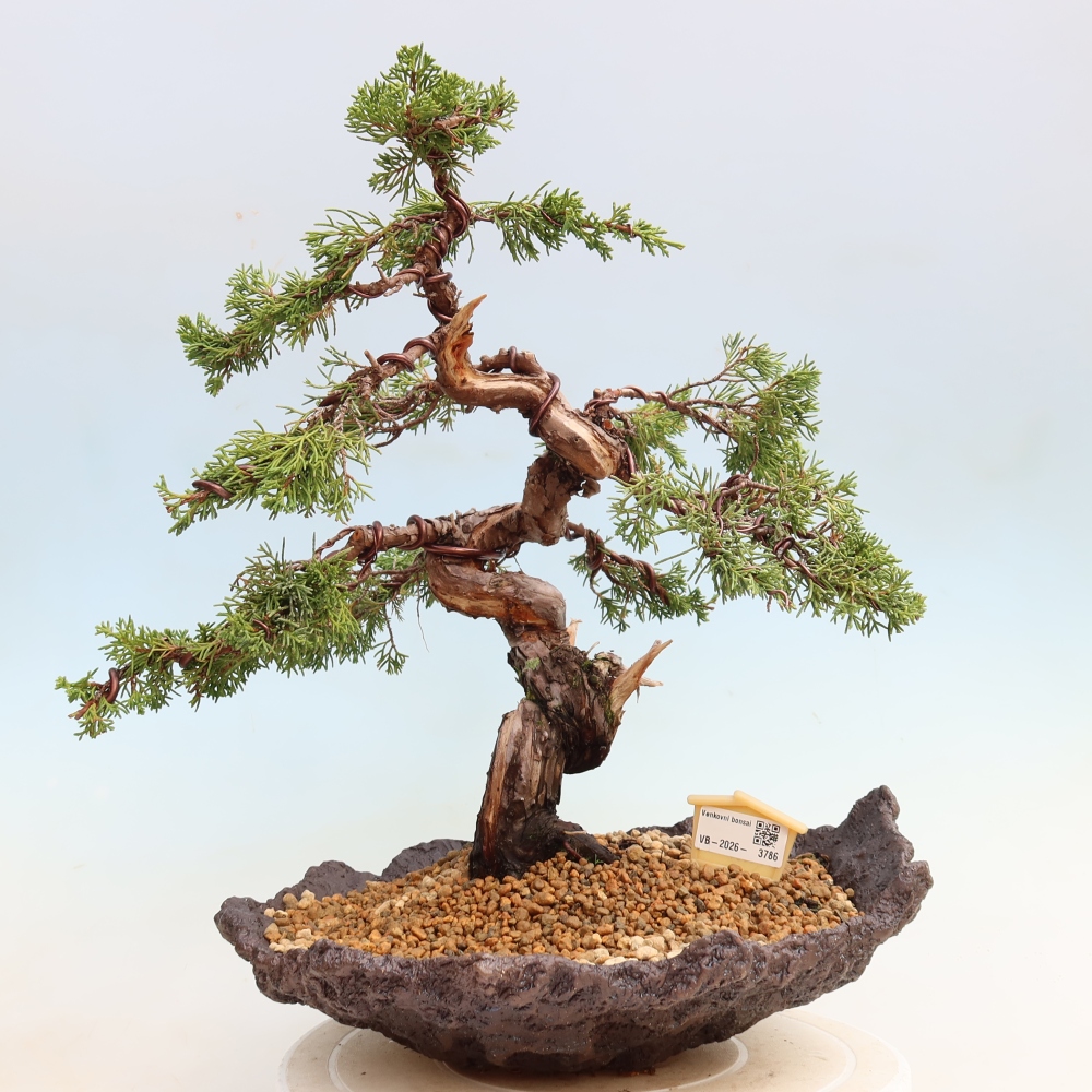 Bonsai für draußen - Juniperus chinensis Itoigawa-Juniperus chinensis