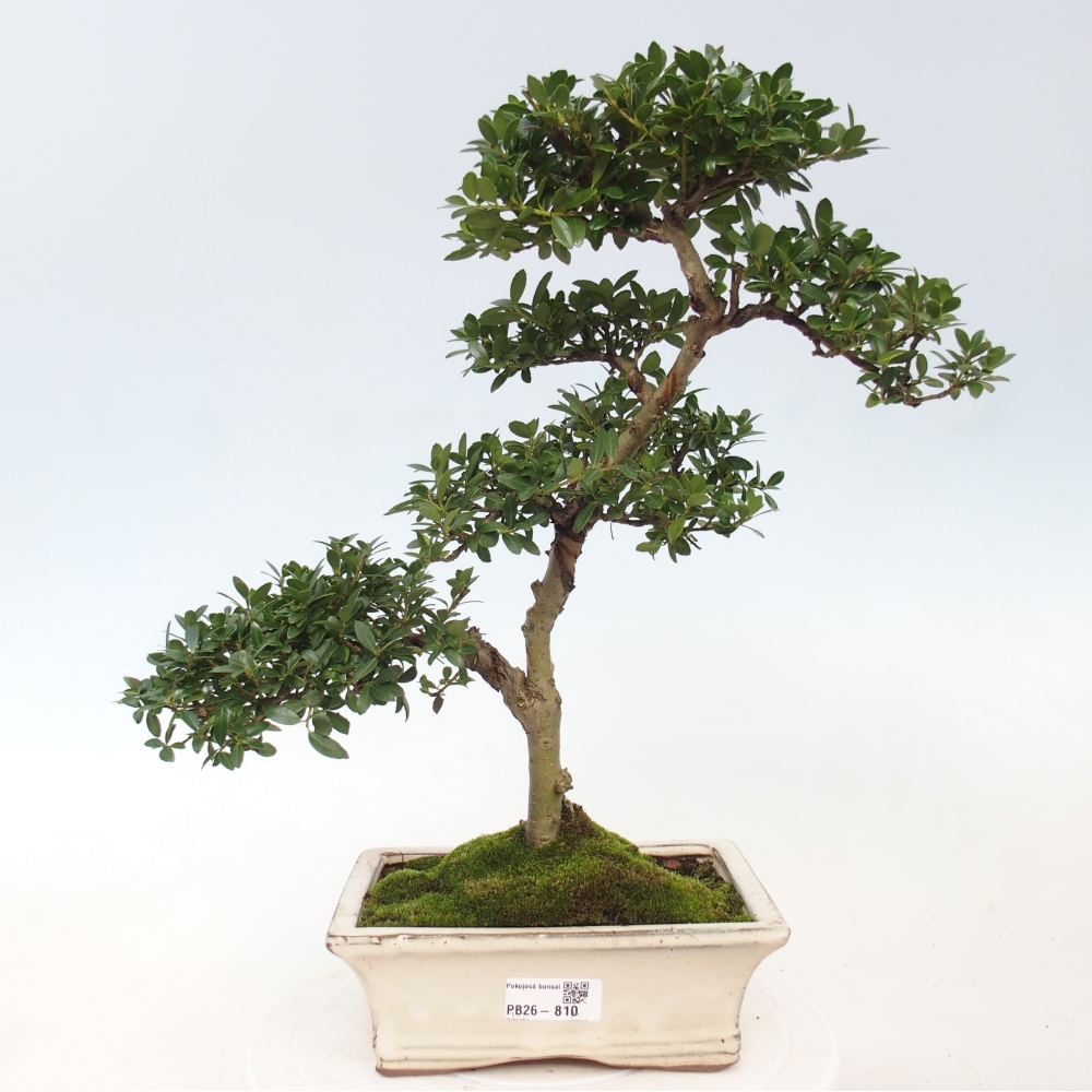 Zimmer Bonsai - Ilex crenata - Stechpalme