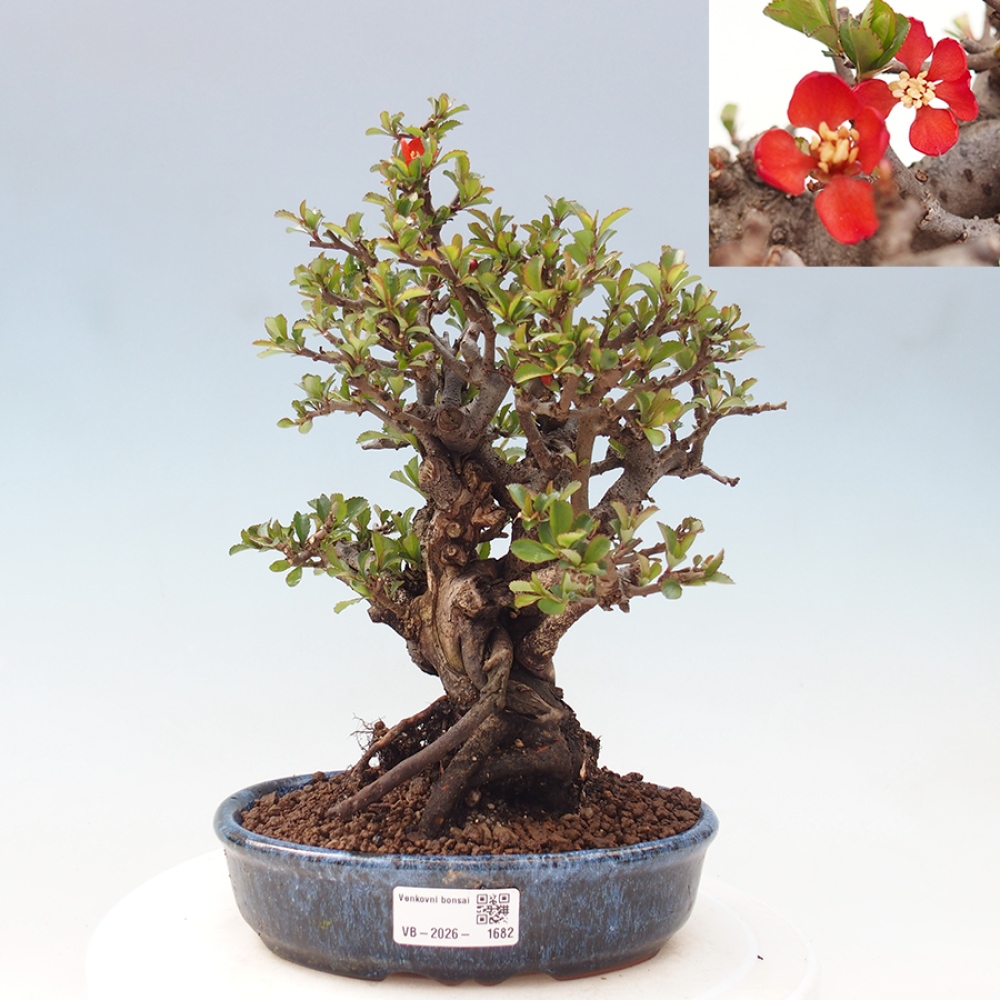 Bonsai für draußen - Chaneomeles speciosa - Quitte