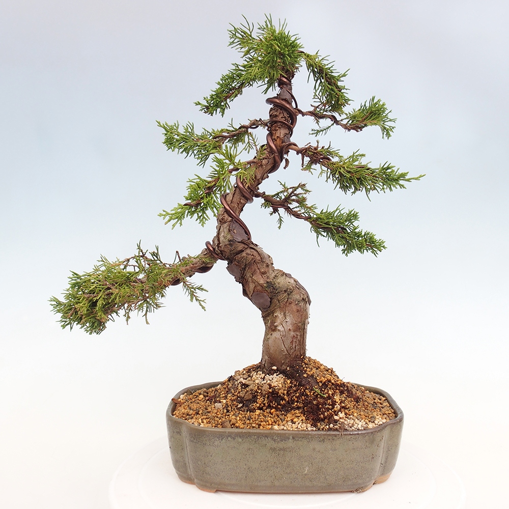 Bonsai für draußen - Juniperus chinensis Itoigawa