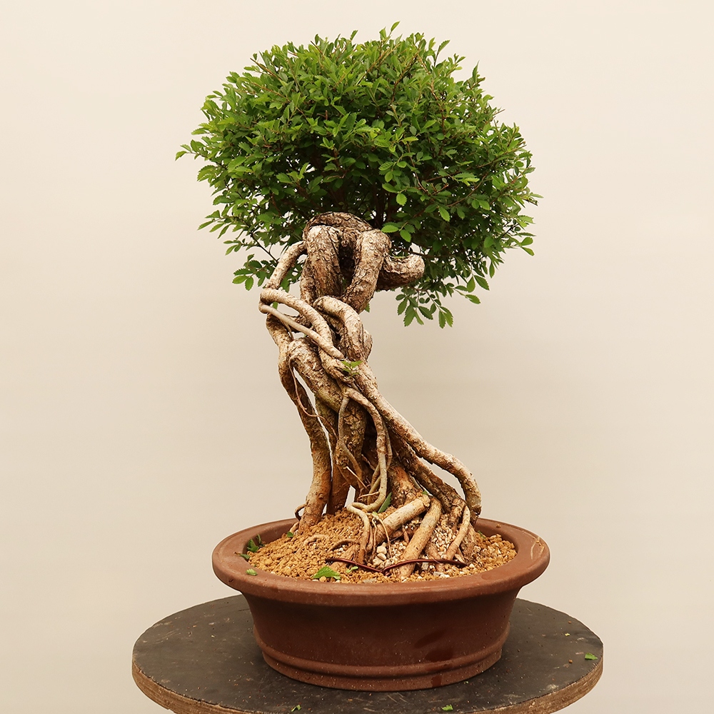 Bonsai für draußen - Zelkova - Zelkova NIRE