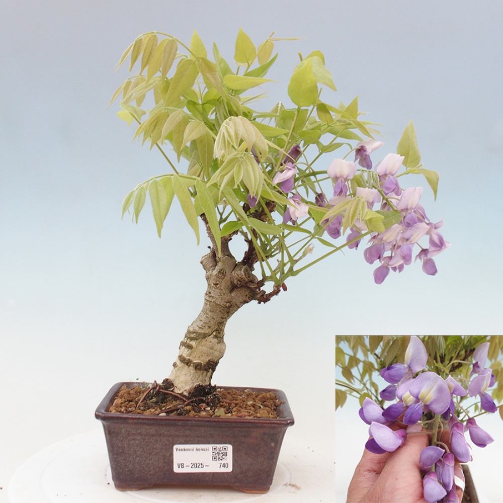 Bonsai für draußen - Wisteria floribunda