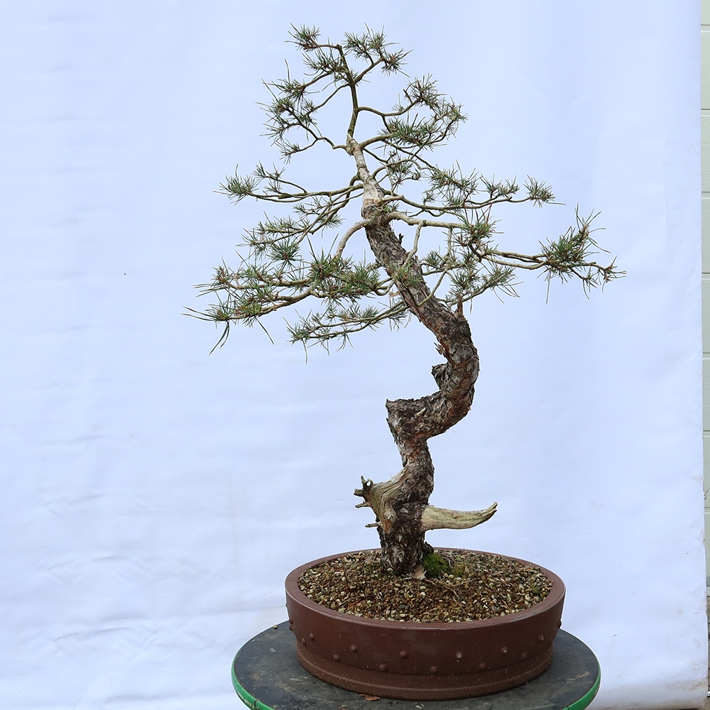 Pinus sylvestris Spanien – Waldkiefer