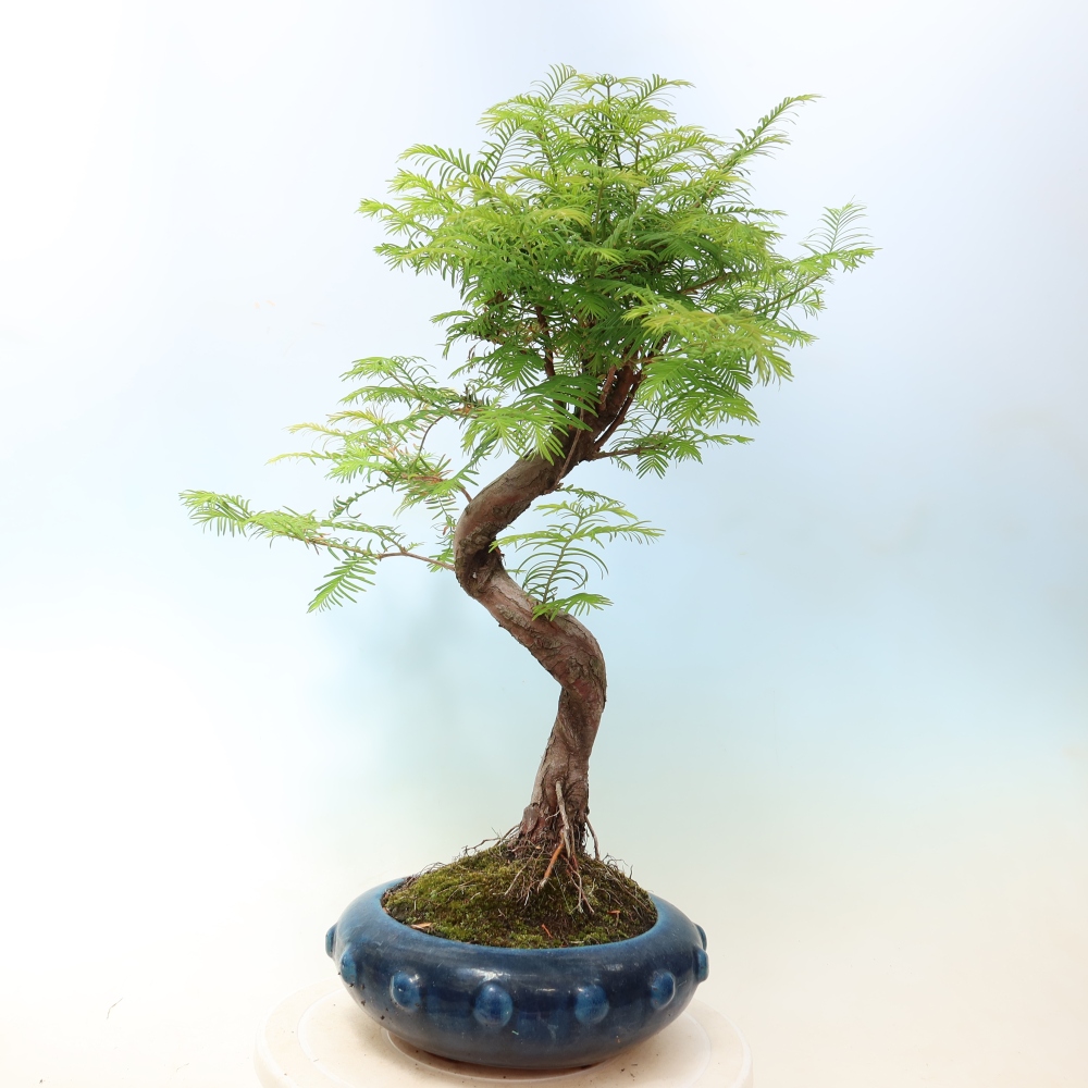 Bonsai für draußen - Metasequoia glyptostroboides - Chinesische Metasequoia