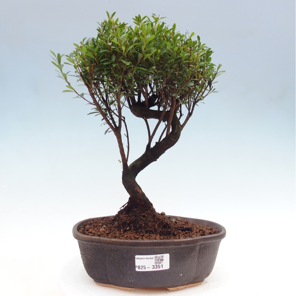 Zimmer Bonsai - Syzygium - Piment