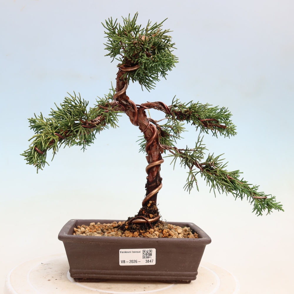 Bonsai für draußen - Juniperus chinensis Kishu