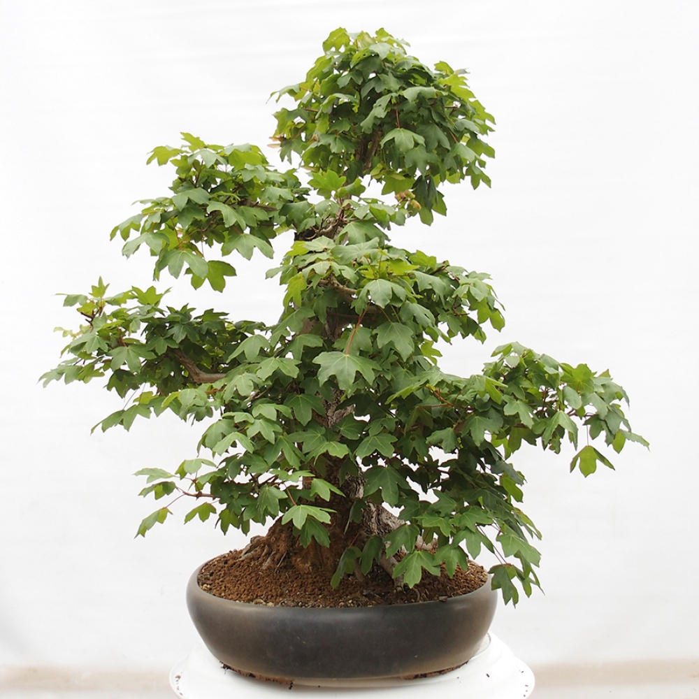 Bonsai für draußen -Javor babyka - Acer campestre