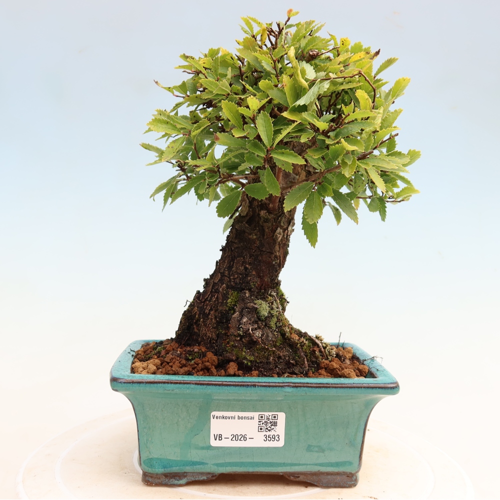 Bonsai für draußen - Zelkova - Zelkova NIRE