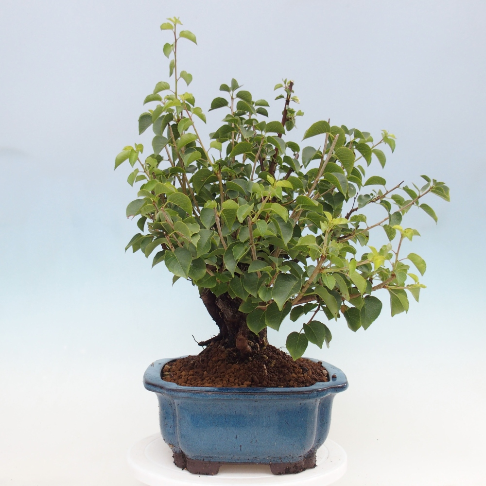 Bonsai für draußen - Mahalebka - Prunus mahaleb