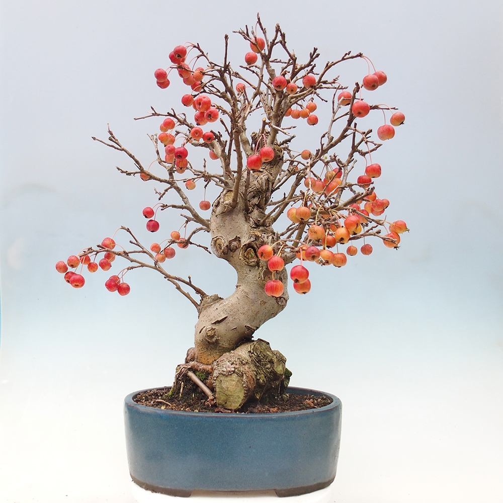 Outdoor-Bonsai -Malus halliana - Kleinfrüchtiger Apfelbaum