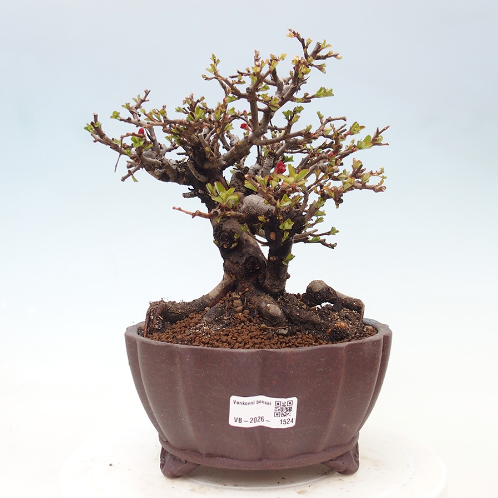 Bonsai für draußen - Chaneomeles speciosa - Quitte