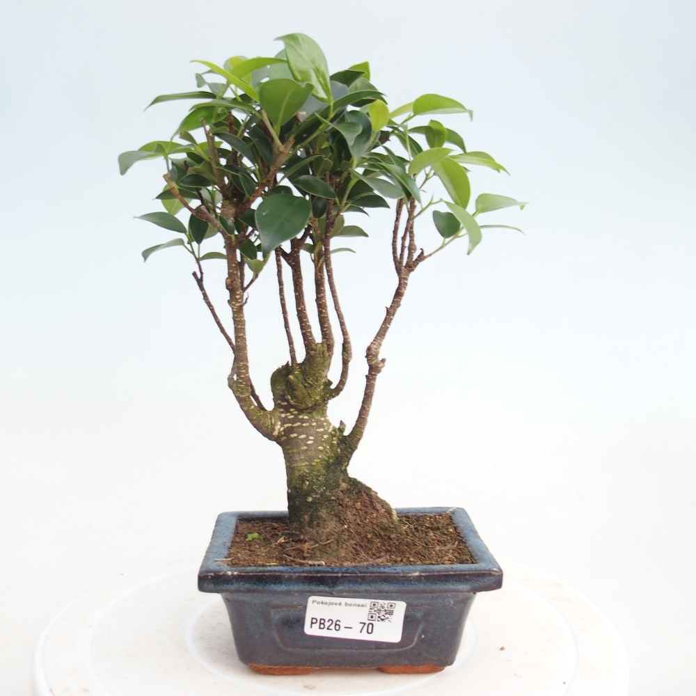 Zimmer Bonsai Ficus retusa kimmen
