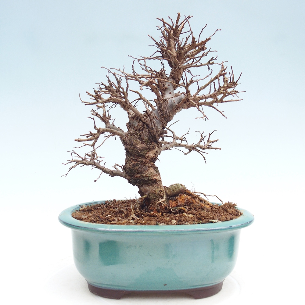 Bonsai für draußen - Zelkova - Zelkova NIRE