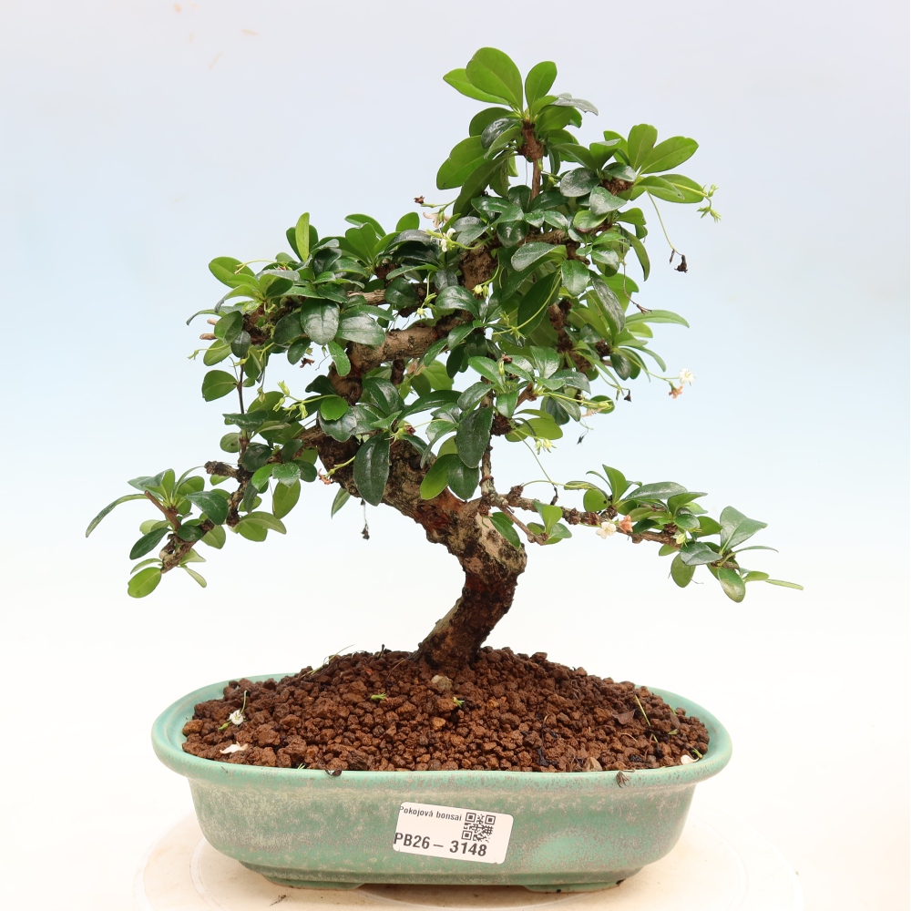 Zimmer-Bonsai - Carmona macrophylla - Tee-Fuki