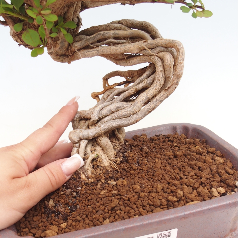 Bonsai für draußen - Berberis coreana