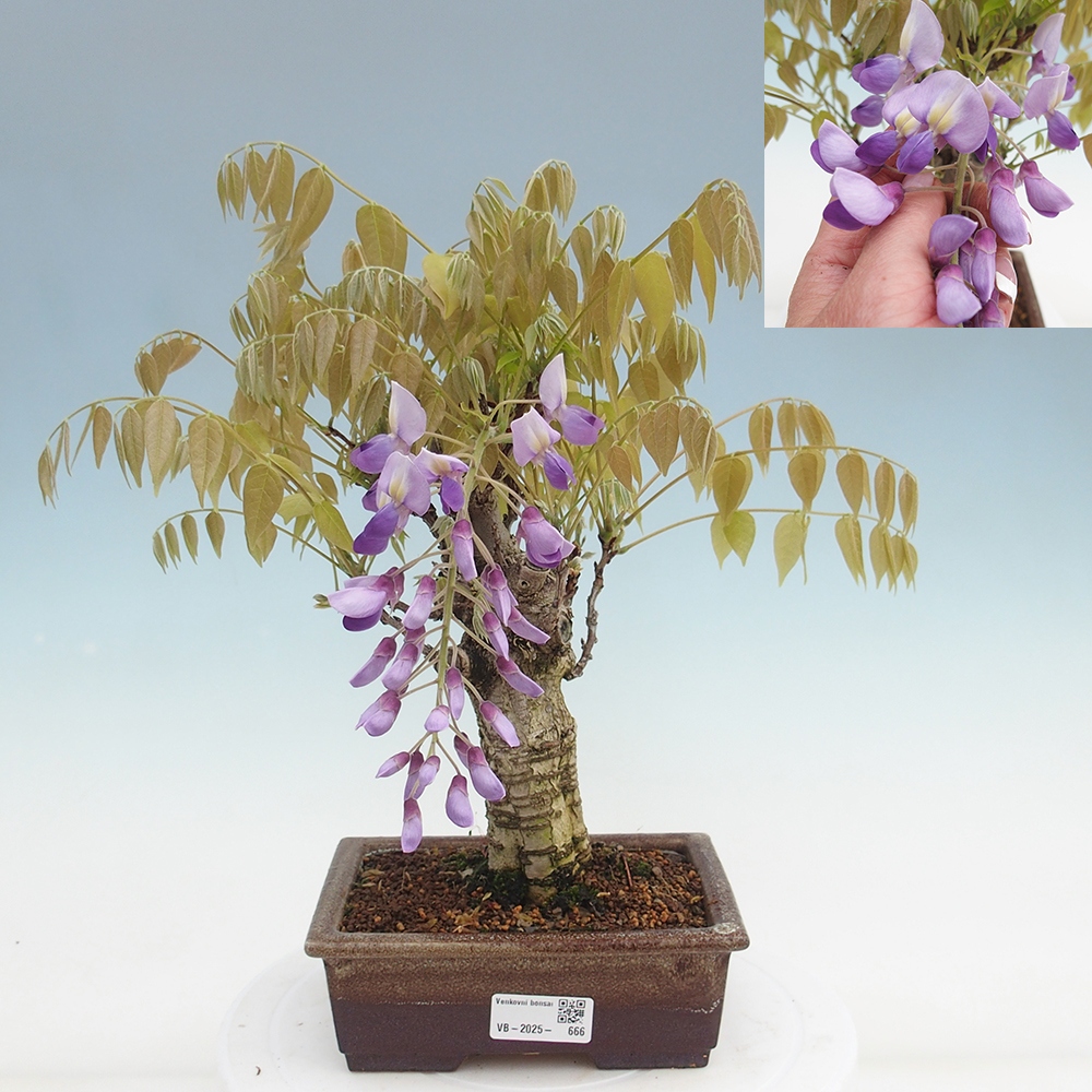 Bonsai für draußen - Wisteria floribunda