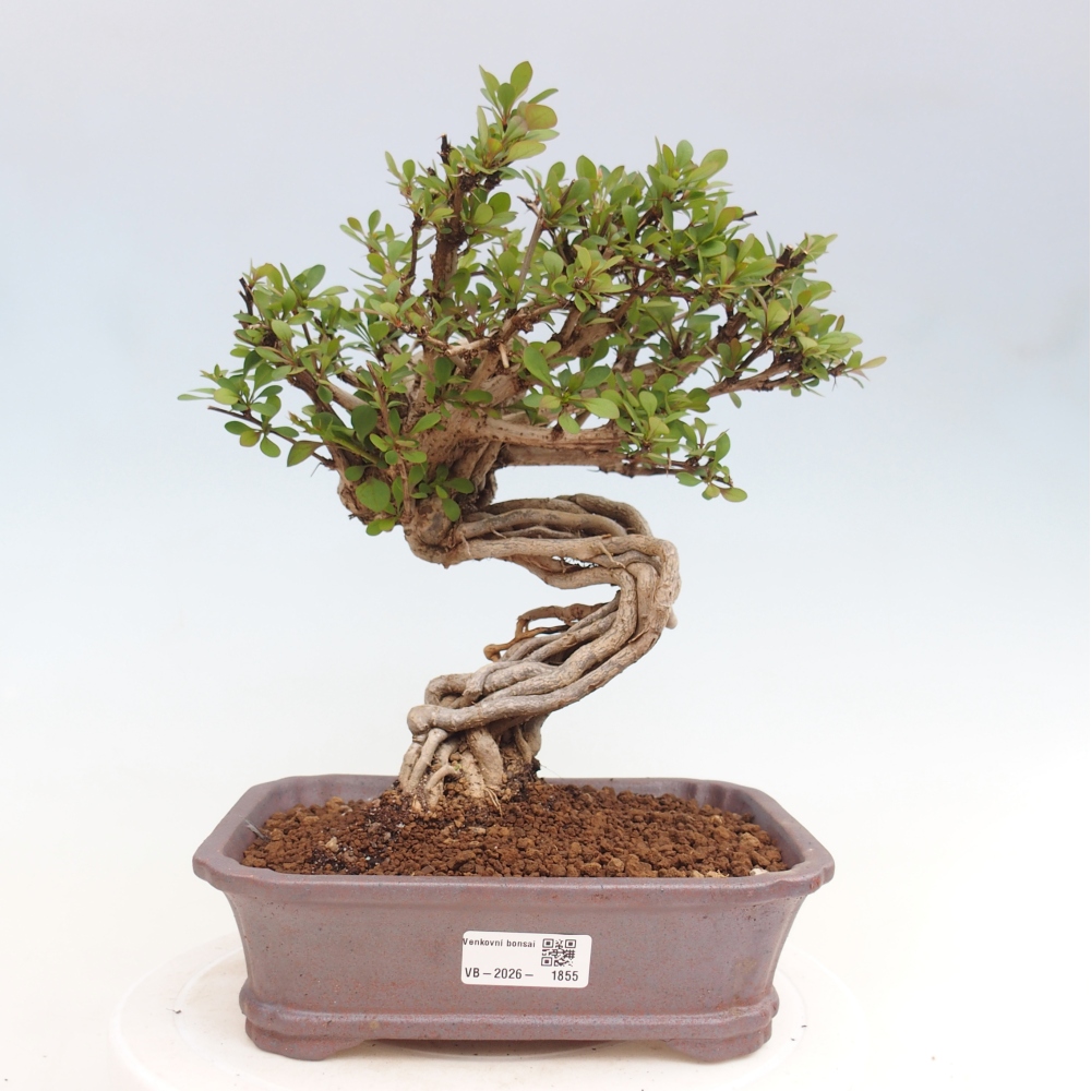Bonsai für draußen - Berberis coreana