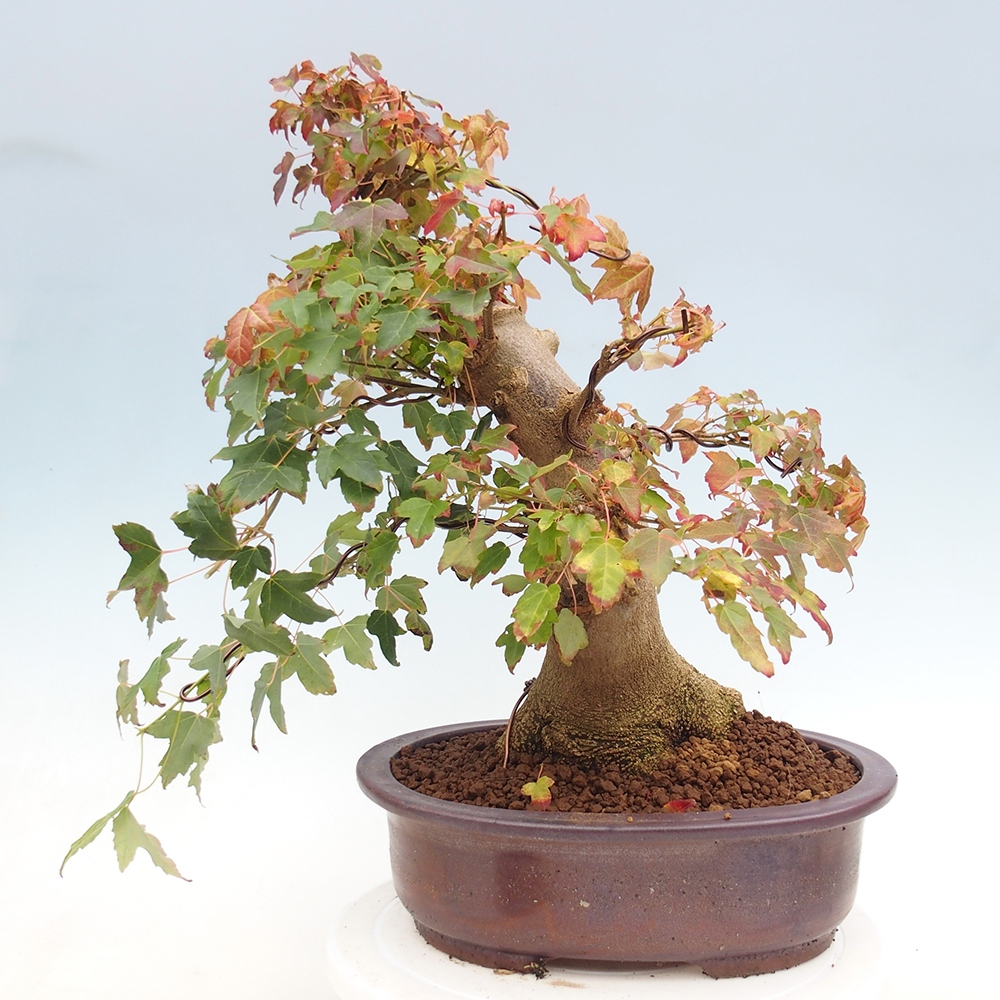 Bonsai für draußen - Acer Buergerianum - Bergahorn