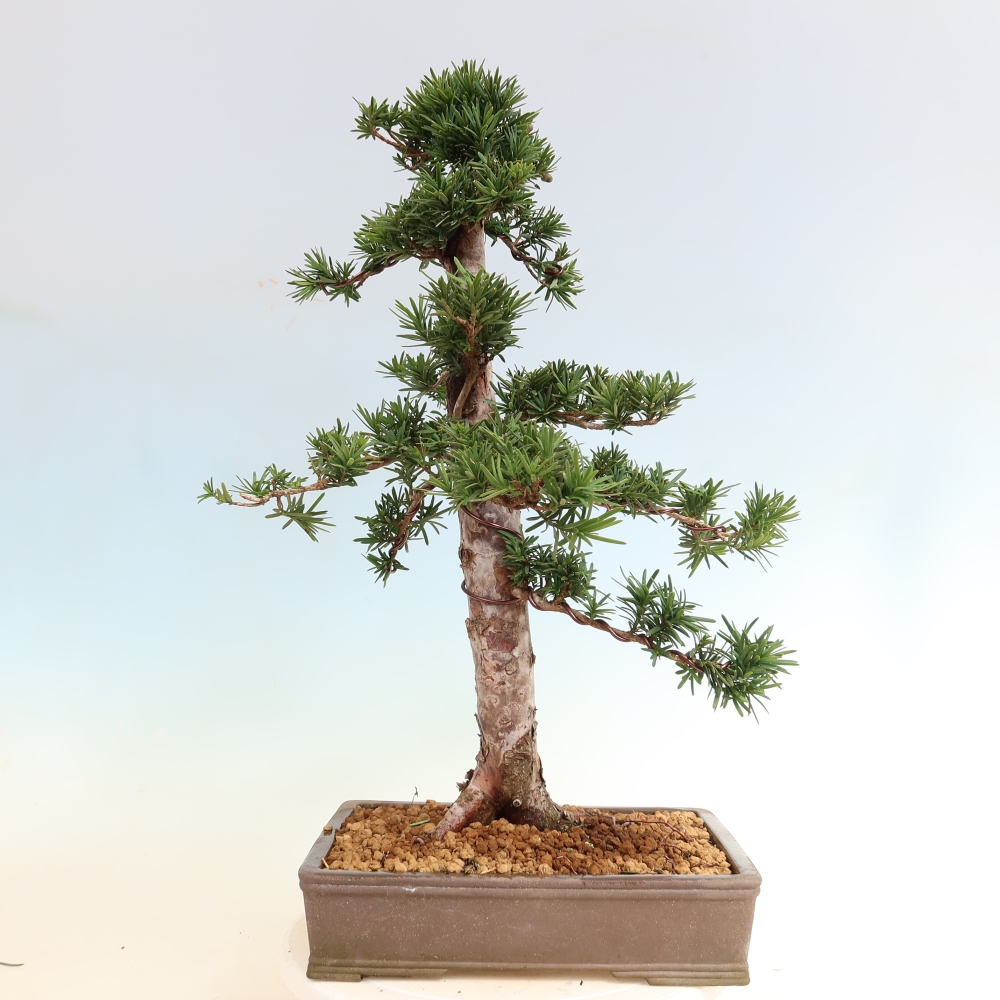 Bonsai für draußen - Taxus cuspidata - Japanische Eibe
