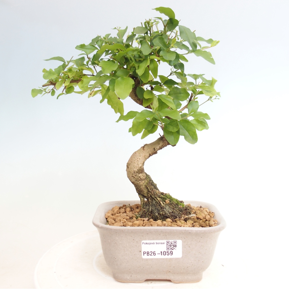Zimmer Bonsai -Ligustrum chinensis - Vogelschnabel