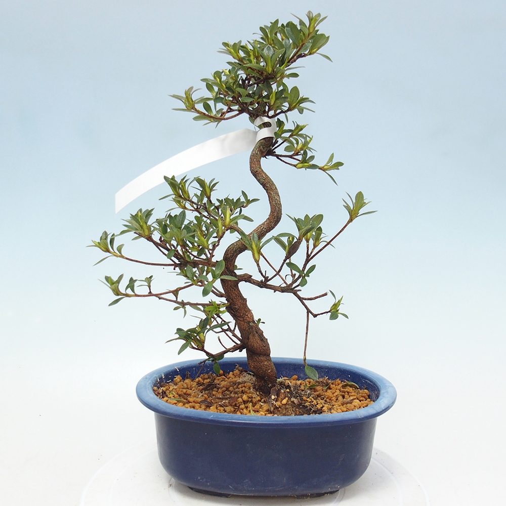 Bonsai für draußen - Japanische Azalee - Azalee Hand
