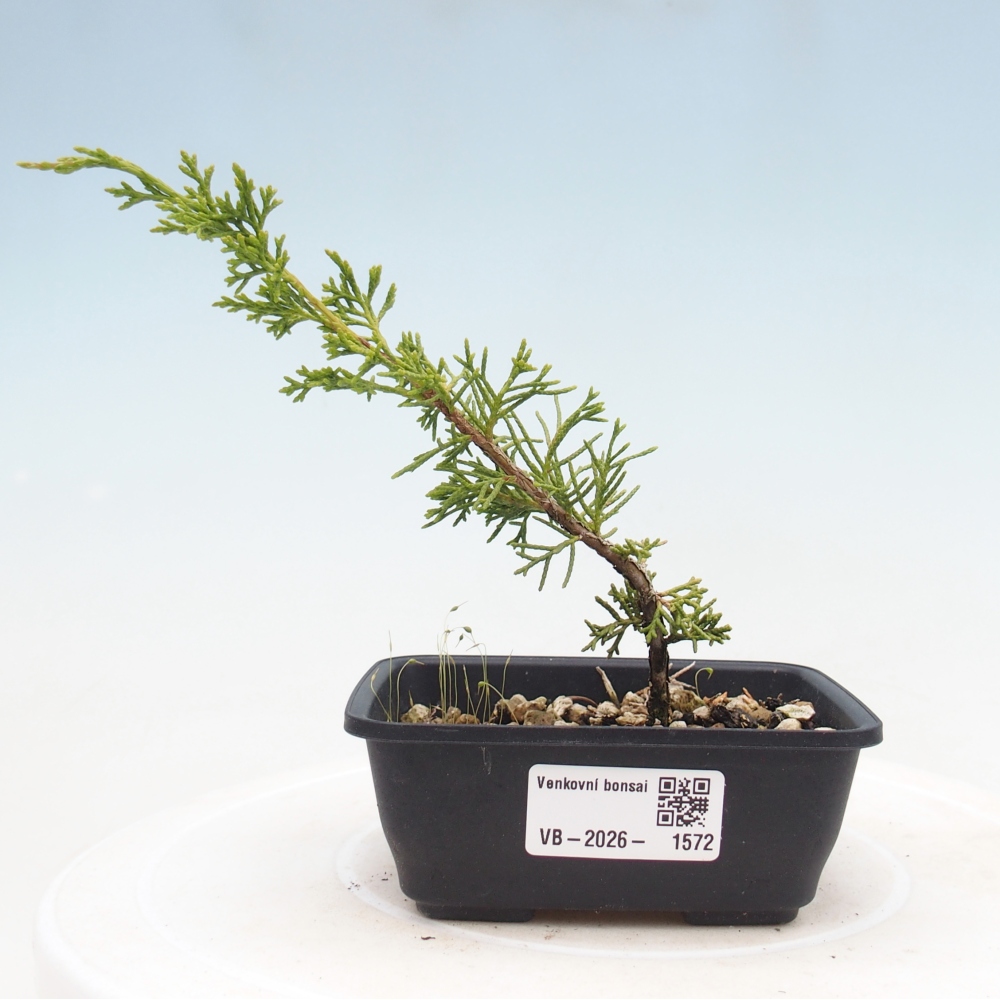 Bonsai für draußen - Juniperus chinensis Itoigawa