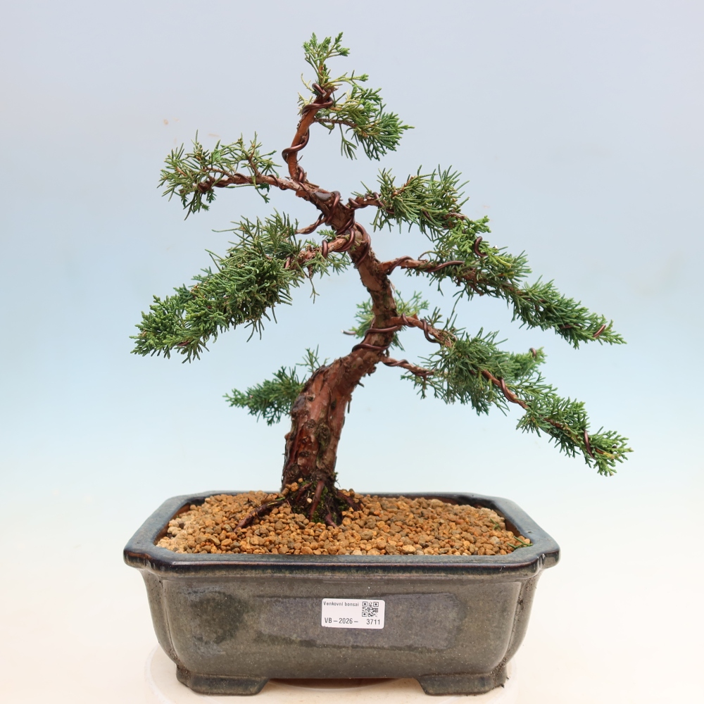 Bonsai für draußen - Juniperus chinensis Kishu