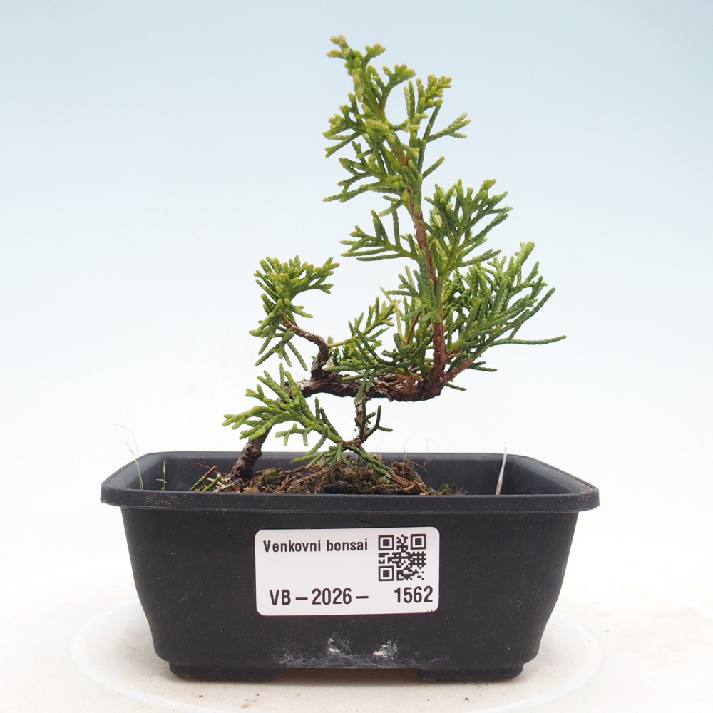 Bonsai für draußen - Juniperus chinensis Itoigawa
