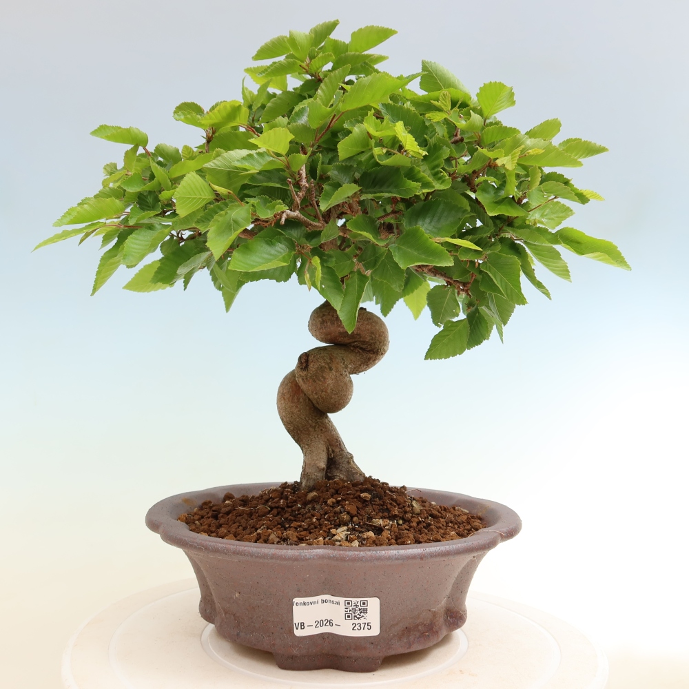 Bonsai für draußen - Karpinus Coreana - Koreanische Hainbuche