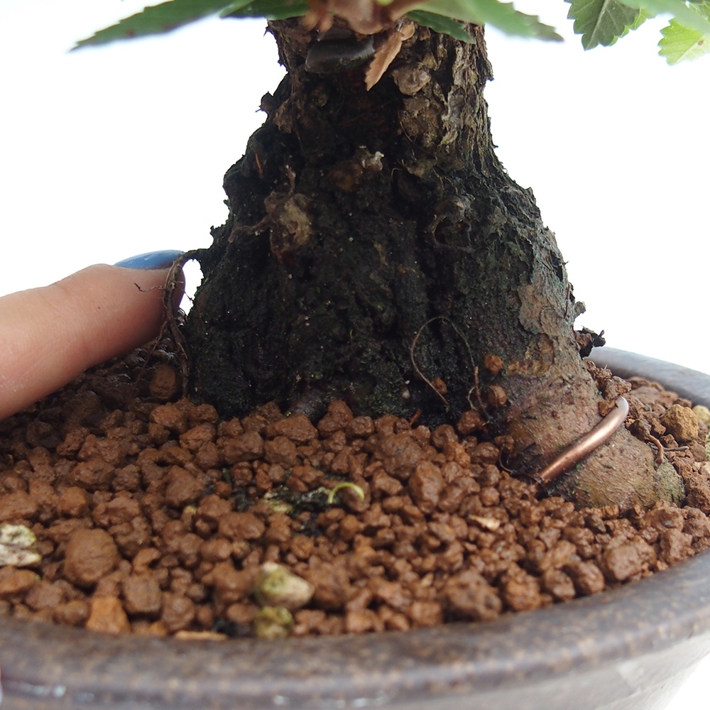 Bonsai für draußen - Zelkova - Zelkova NIRE