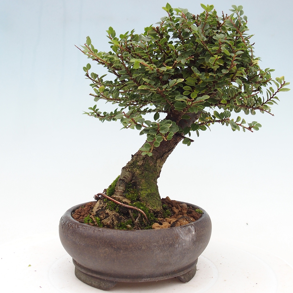 Bonsai für draußen - Ulmus parvifolia Hokkaido - Chinesische Ulme