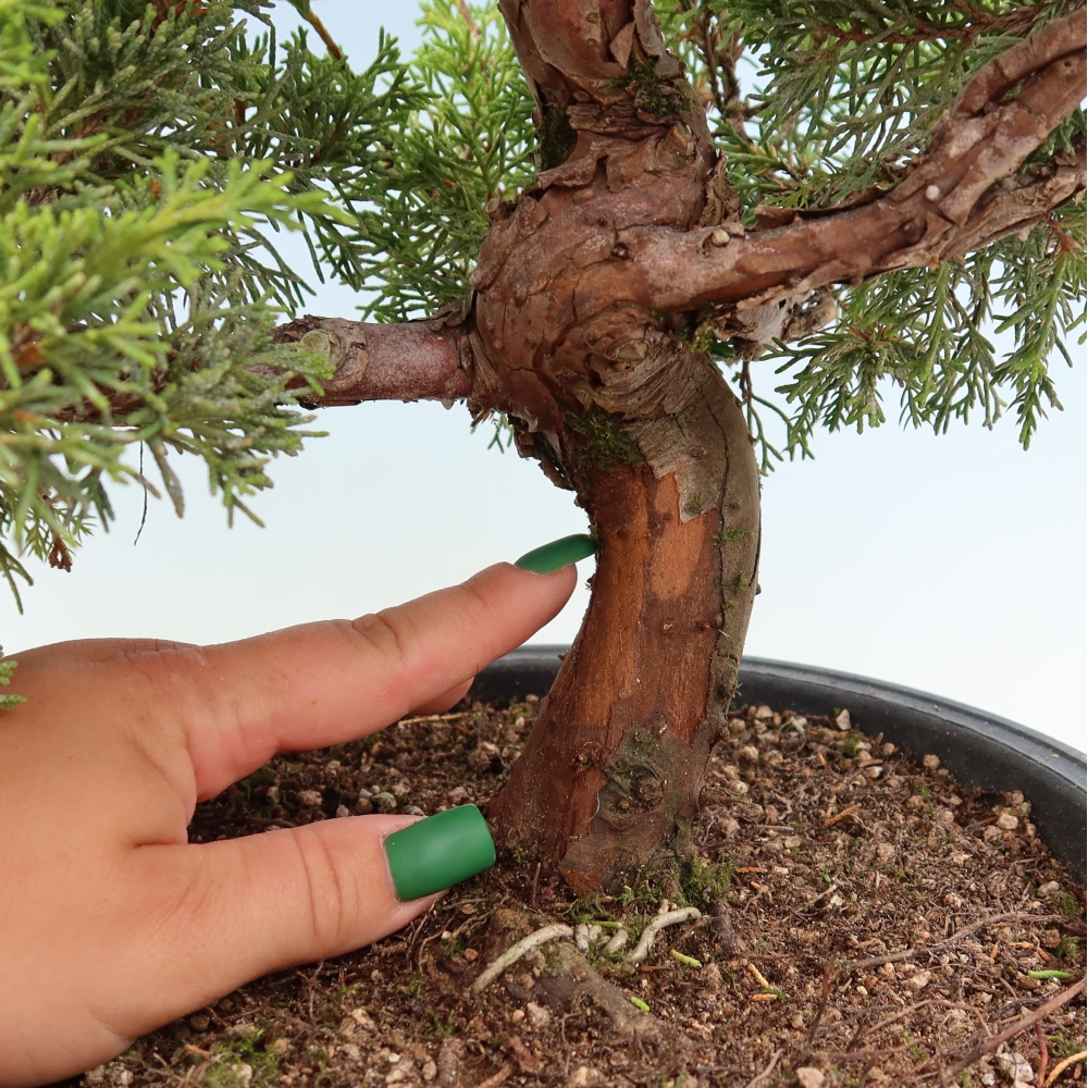 Bonsai für draußen - Juniperus chinensis Itoigawa-Juniperus chinensis