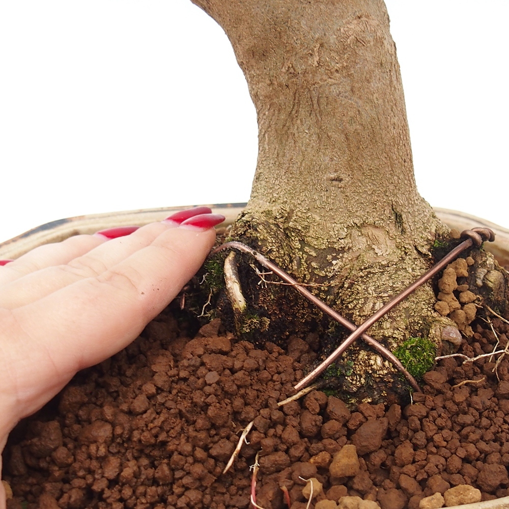 Bonsai für draußen - Acer Buergerianum - Bergahorn