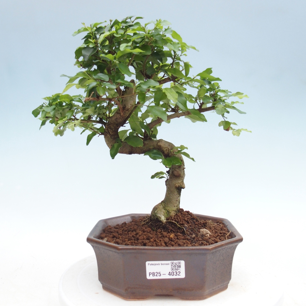 Zimmer Bonsai -Ligustrum chinensis - Vogelschnabel