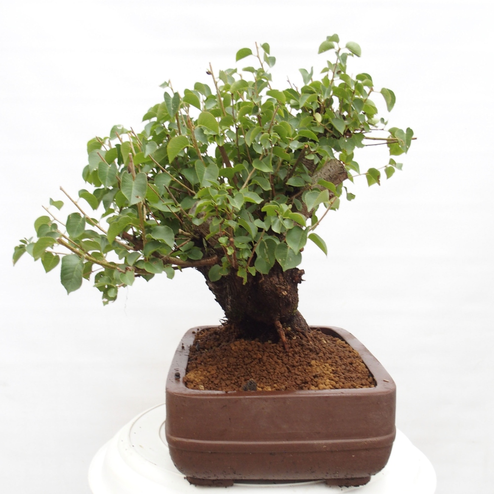 Bonsai für draußen - Mahalebka - Prunus mahaleb