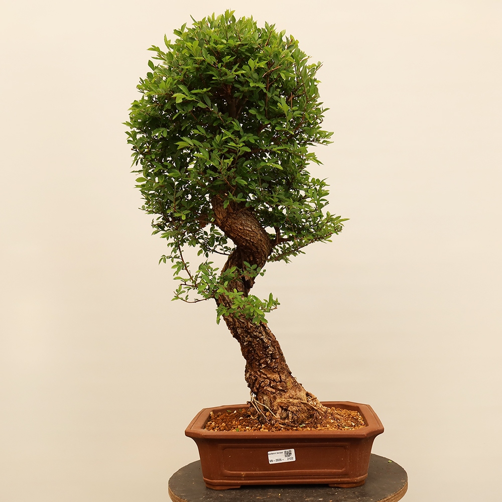 Bonsai für draußen - Zelkova - Zelkova NIRE