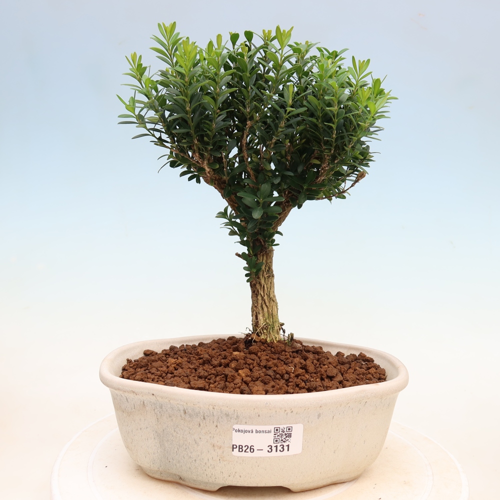Zimmer Bonsai - Buxus harlandii - Korkbuxus