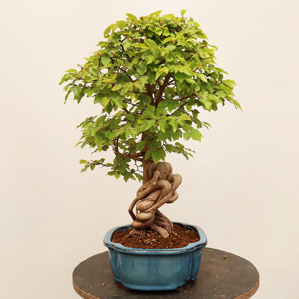 Bonsai für draußen - Karpinus Coreana - Koreanische Hainbuche