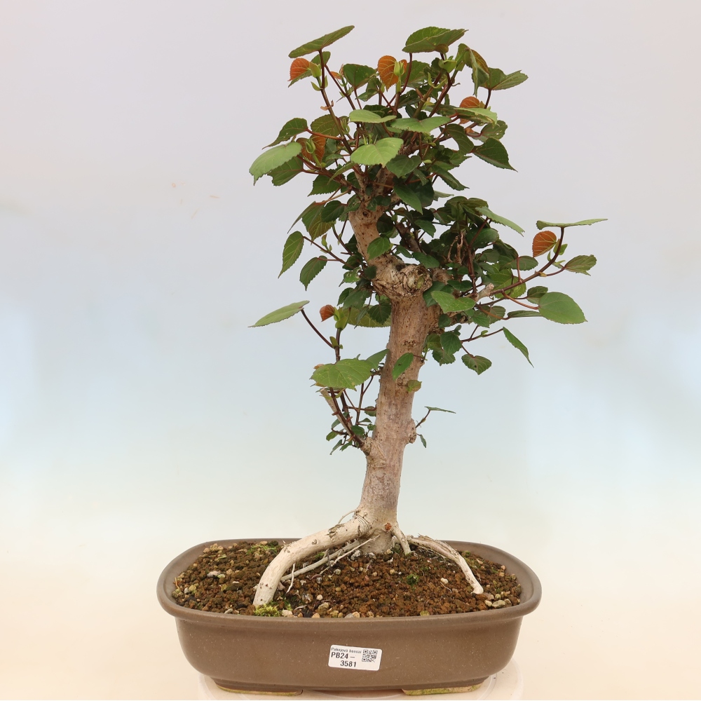 Zimmerbonsai - Hibiscus tiliaceus - Meeres-Hibiskus