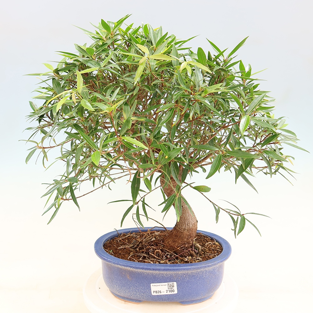 Zimmerbonsai - Ficus nerifolia - Kleinblättriger Ficus
