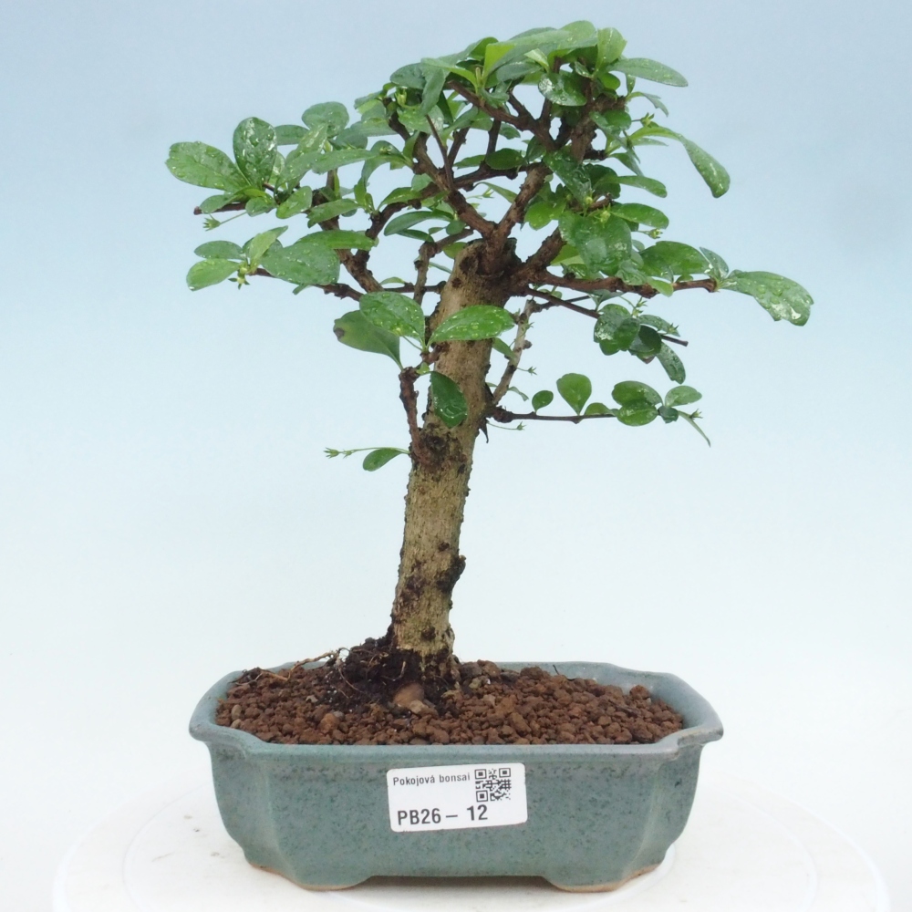 Zimmer-Bonsai - Carmona macrophylla - Tee-Fuki