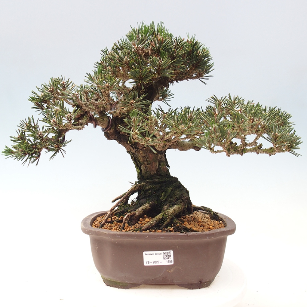 Bonsai für draußen - Pinus thunbergii Kotobuki - Thunberg-Kiefer