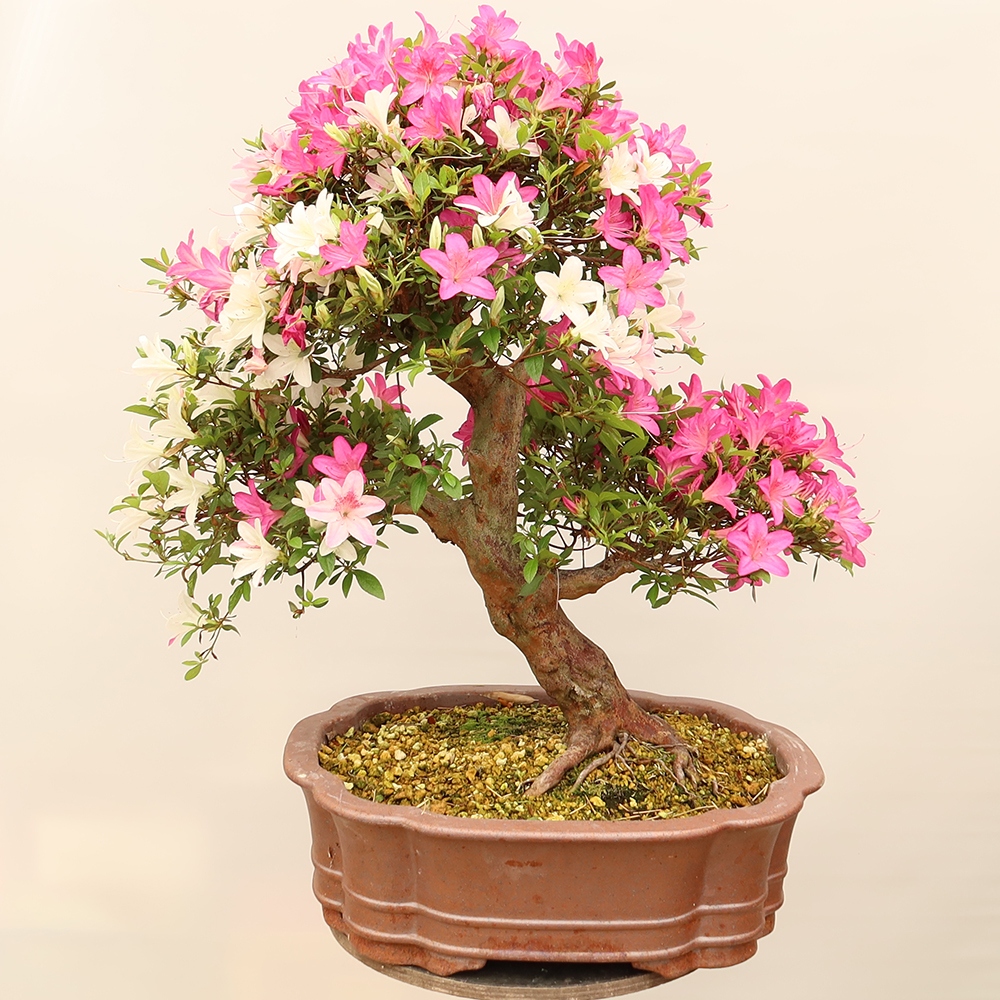 Bonsai für draußen - Japanische Azalee - Azalee Miyabihime
