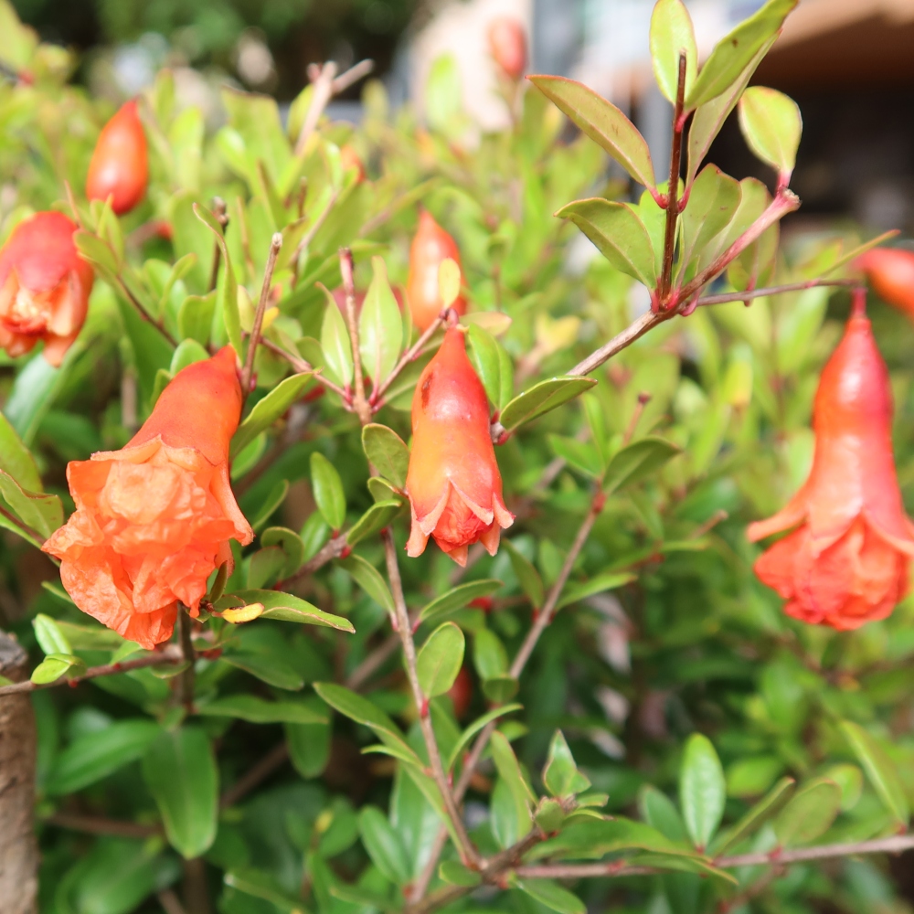 Zimmer-Bonsai-PUNICA granatum nana-Apfel-Granatapfel