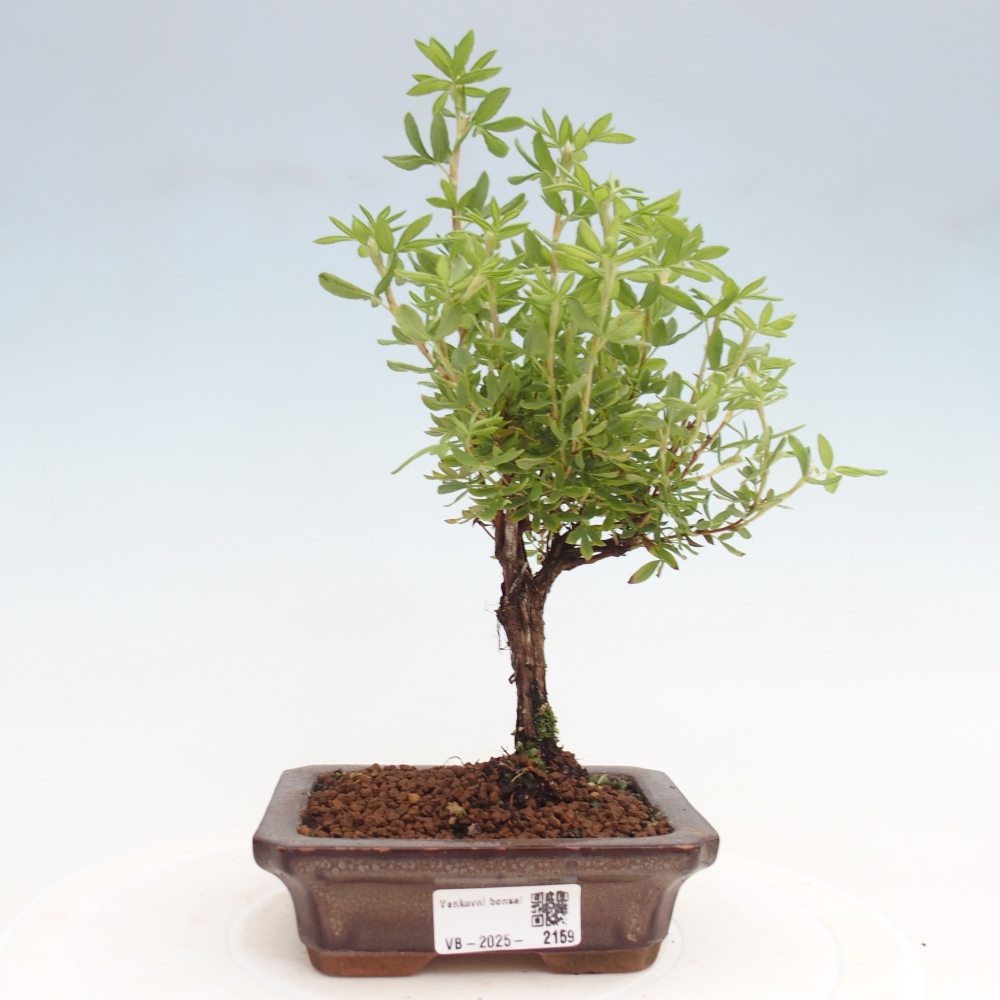 Bonsai für draußen - Potentila fruticosa gelber Vogel