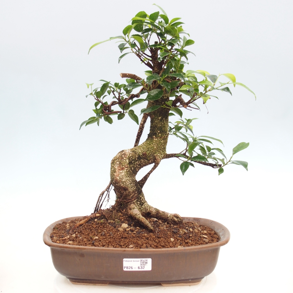 Zimmerbonsai - Ficus kimmen - Kleinblättriger Ficus