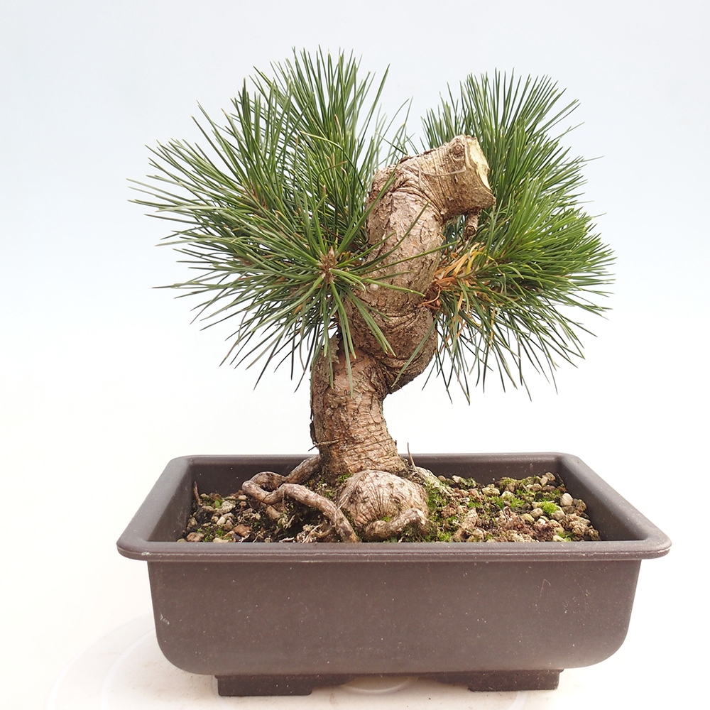 Bonsai für draußen - Pinus thunbergii - Thunberg-Kiefer