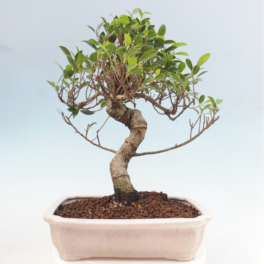 Zimmerbonsai - Ficus kimmen - Kleinblättriger Ficus