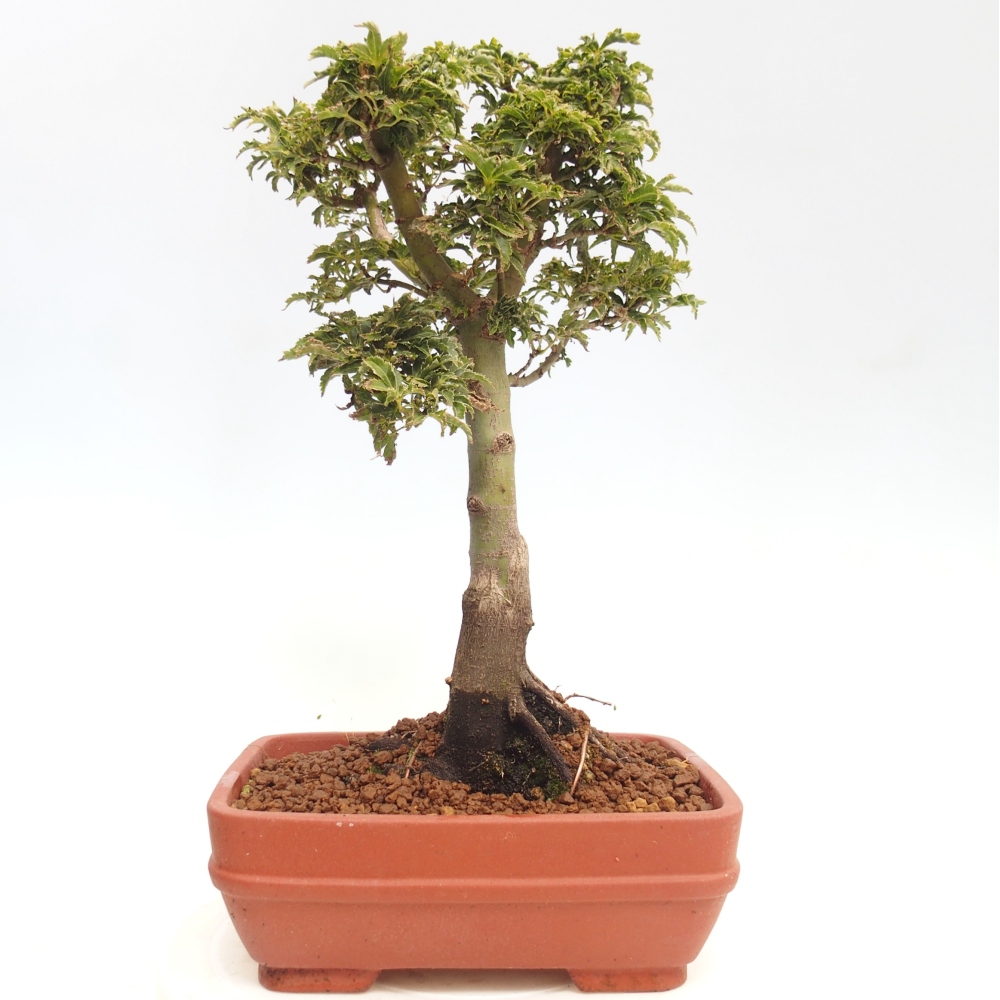 Bonsai für draußen -Javor-Palme Acer palmatum Shishigashira